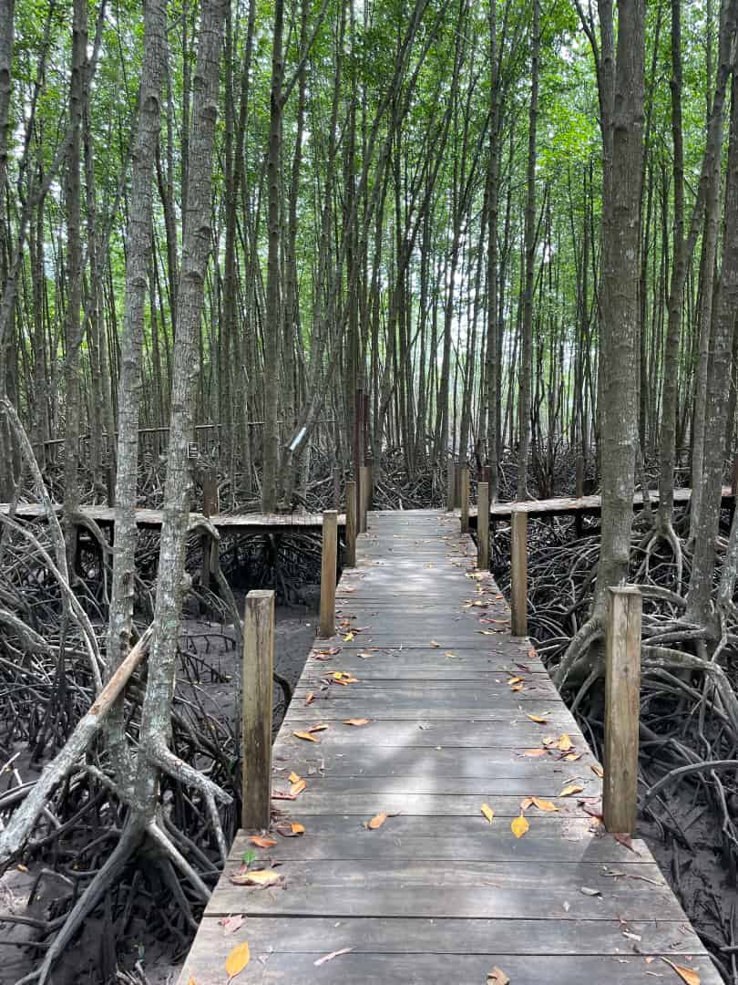 golden mangrove-forest-carousel-2