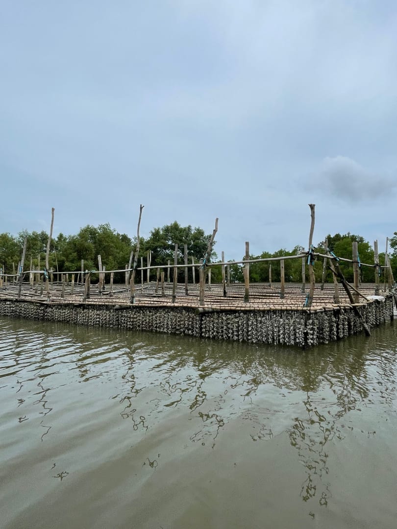 golden mangrove-forest-carousel-3