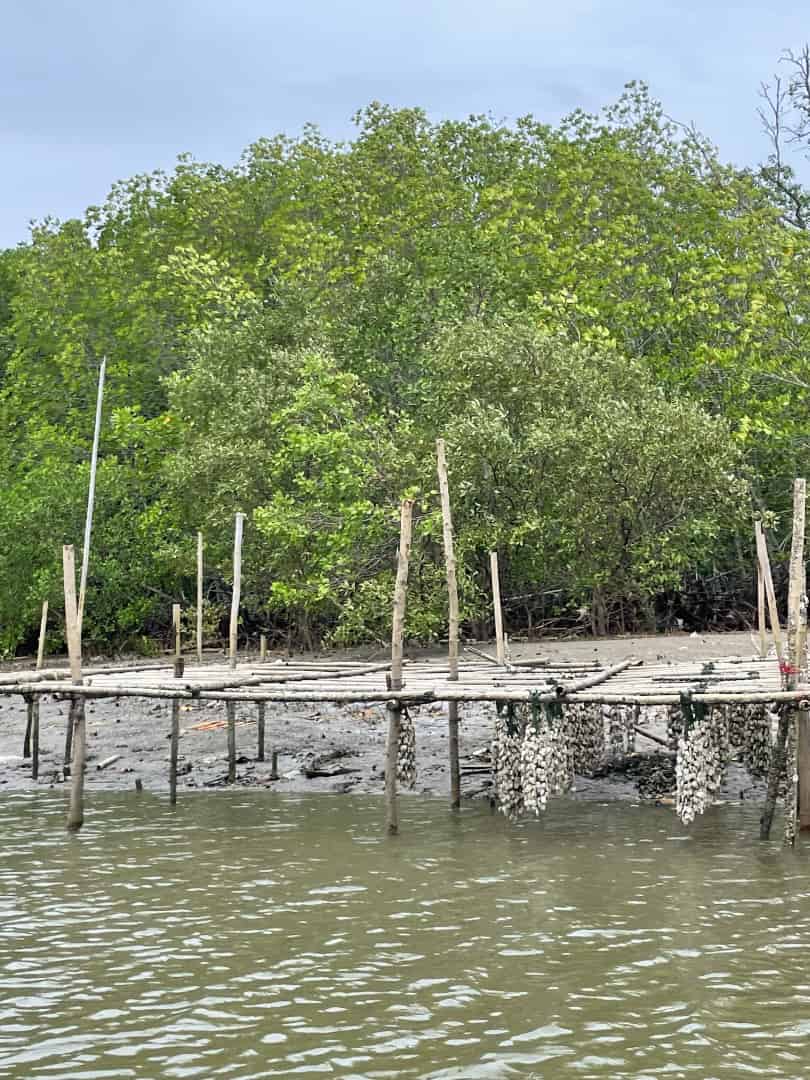 golden mangrove-forest-carousel-5